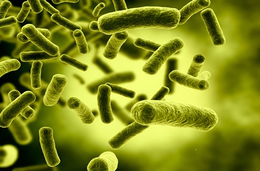 flore intestinale bactéries